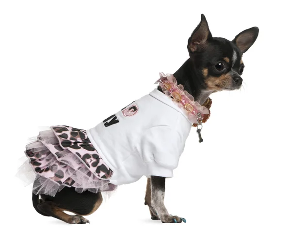 Chihuahua vestida, 1 ano, vestida e sentada em fron — Fotografia de Stock