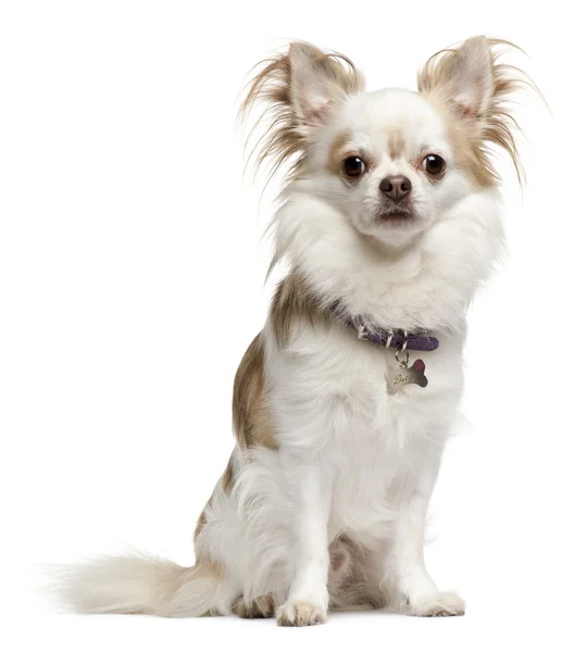 Chihuahua, 6 años, sentado frente al fondo blanco —  Fotos de Stock
