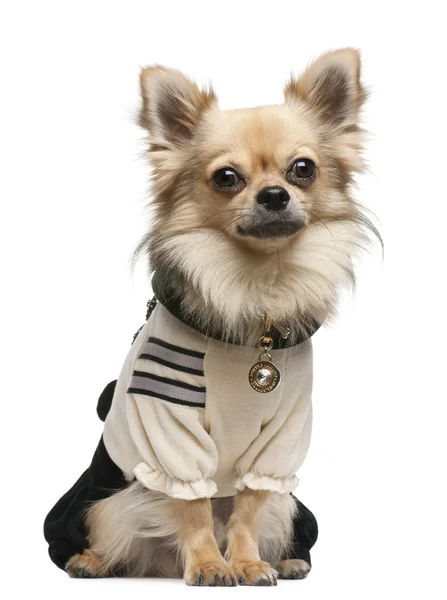 Chihuahua,18 months old, dressed up and sitting in front of white background — Stock Photo, Image