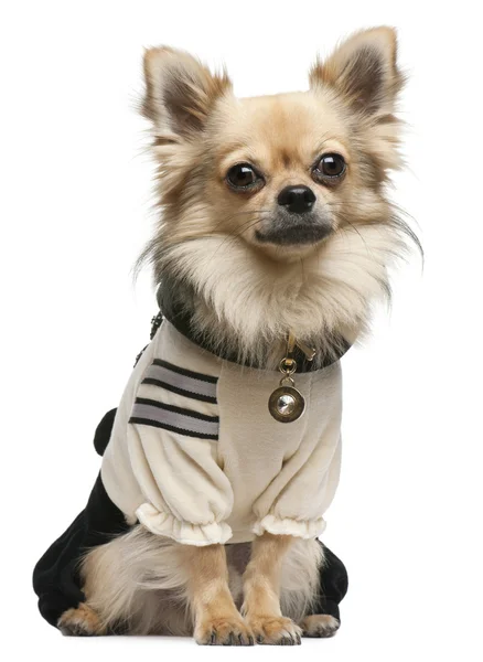 Chihuahua, 18 maanden oud, aangekleed en zit op witte achtergrond — Stockfoto