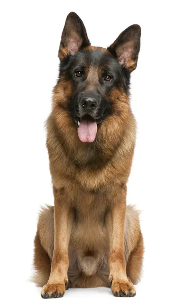 German Shepherd Dog, 3 years old, sitting in front of white background — Stock Photo, Image