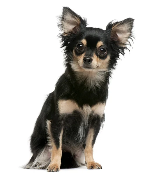 Chihuahua, 2 år gammal, sitter framför vit bakgrund — Stockfoto