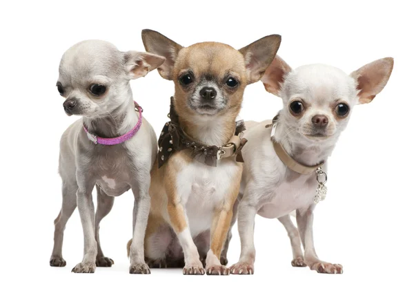 Chihuahuas, 2 years old, standing in front of white background — Stock Photo, Image