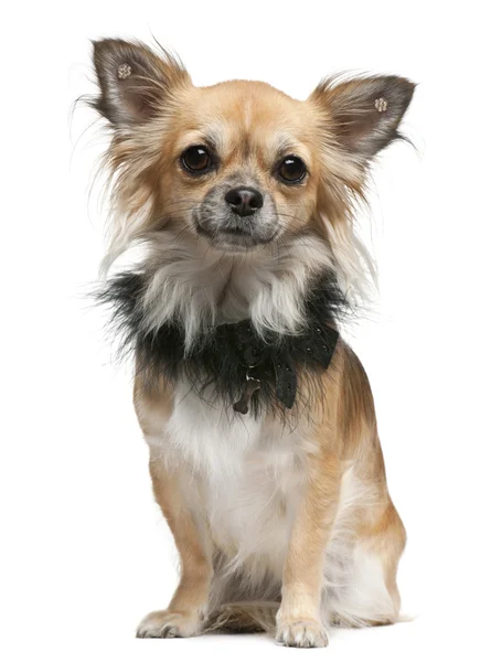 Chihuahua, 16 maanden oud, zitten in de voorkant van witte achtergrond — Stockfoto