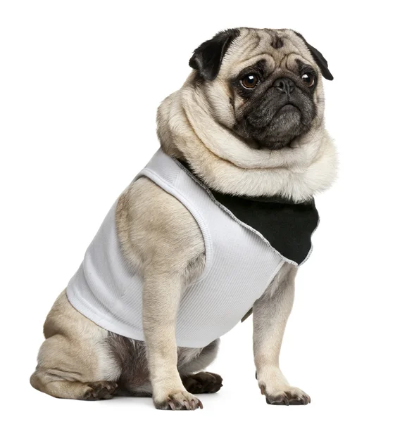 Pug, 4 years old, dressed up and sitting in front of white background — Stock Photo, Image