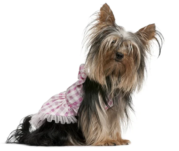 Yorkshire Terrier, 2 years old, dressed up and sitting in front of white background — 스톡 사진