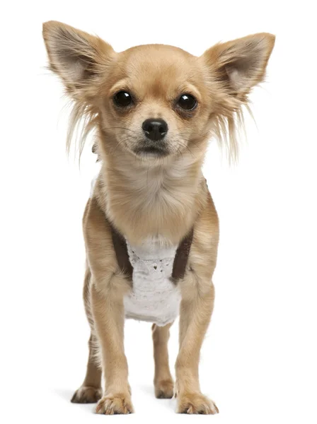 Chihuahua, 14 meses, de pé em frente ao fundo branco — Fotografia de Stock