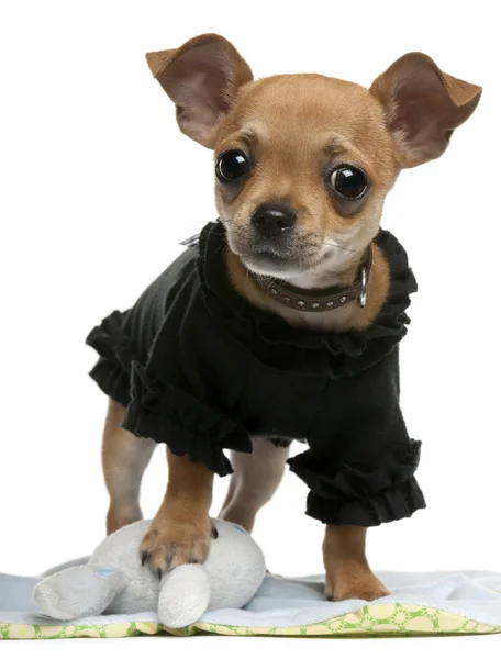 Chihuahua cucciolo, 4 mesi, vestito e in piedi di fronte a sfondo bianco — Foto Stock
