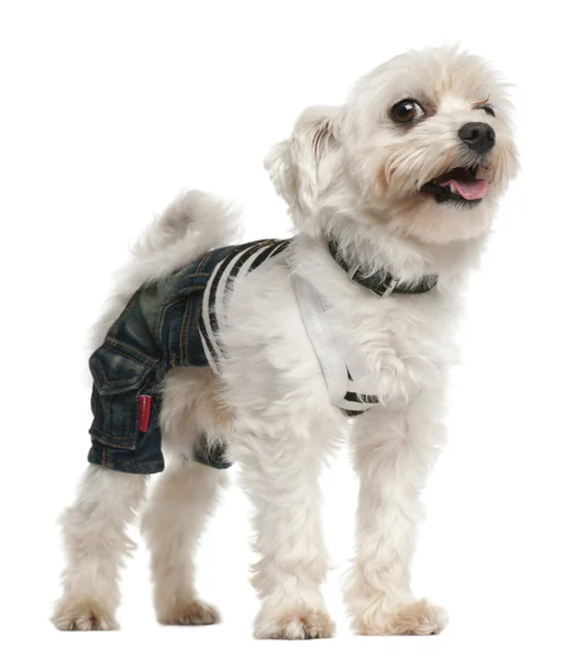 Dog wearing jeans ,4 years old, dressed up and standing in front of white background — Stock Photo, Image
