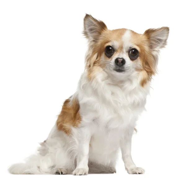 Chihuahua, 3 years old, sitting in front of white background — Stock Photo, Image