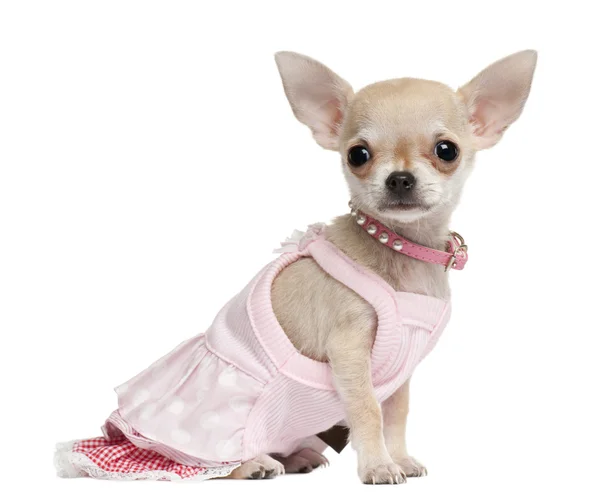 Chihuahua pup, 18 maanden oud, aangekleed en zit op witte achtergrond — Stockfoto