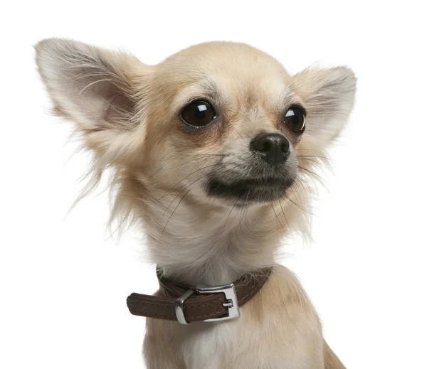 Chihuahua, 1 yıl beyaz arka plan eski, — Stok fotoğraf