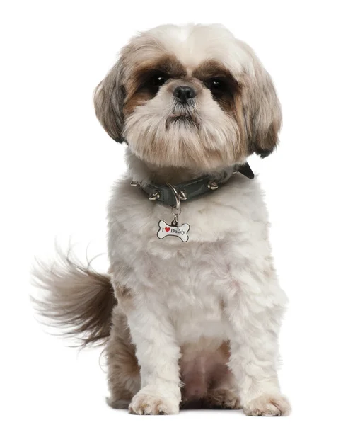 Shih Tzu, 2 years old, sitting in front of white background — 스톡 사진