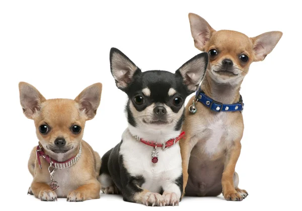 Chihuahuas, 3 years old, 2 years old, 3 months old, sitting in front of white background — Stock Photo, Image