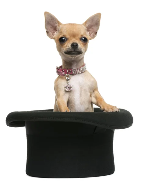Chihuahua filhote de cachorro, 3 meses, sentado em chapéu superior na frente do fundo branco — Fotografia de Stock