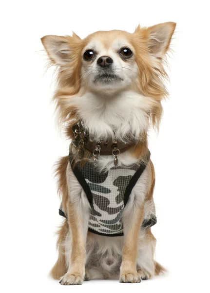 Chihuahua, 2 years old, dressed up and sitting in front of white background — Stock Fotó