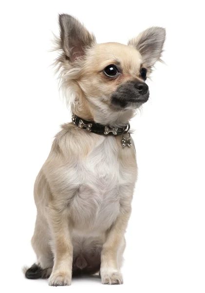 Chihuahua puppy, 6 months old, sitting in front of white background — стокове фото