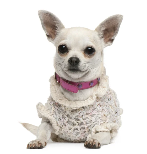 Chihuahua, 4 år gammal, utklädd och liggande framför vit bakgrund — Stockfoto