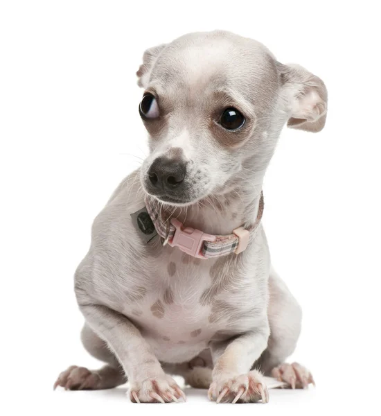 Chihuahua, 1 año, sentado frente al fondo blanco — Foto de Stock