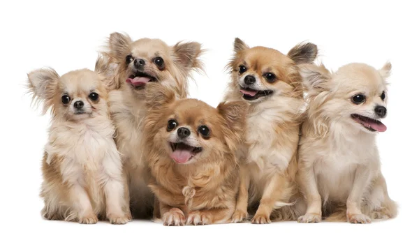 Chihuahuas, 14 år, 11 år, 5 år, 3 år gammal — Stockfoto