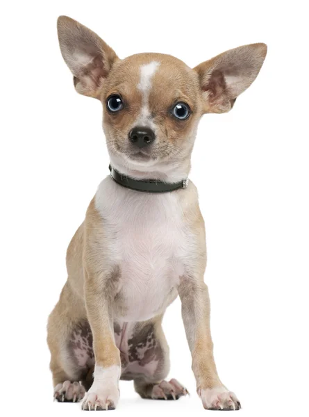 Chihuahua valp, 6 månader gammal, sitter framför vit bakgrund — Stockfoto
