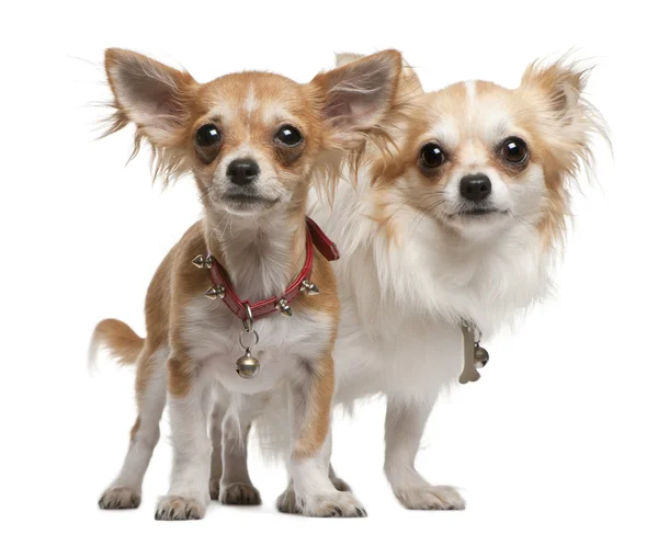 Chihuahuas, 2 years old, 5 months old, standing in front of white background — Stock Photo, Image
