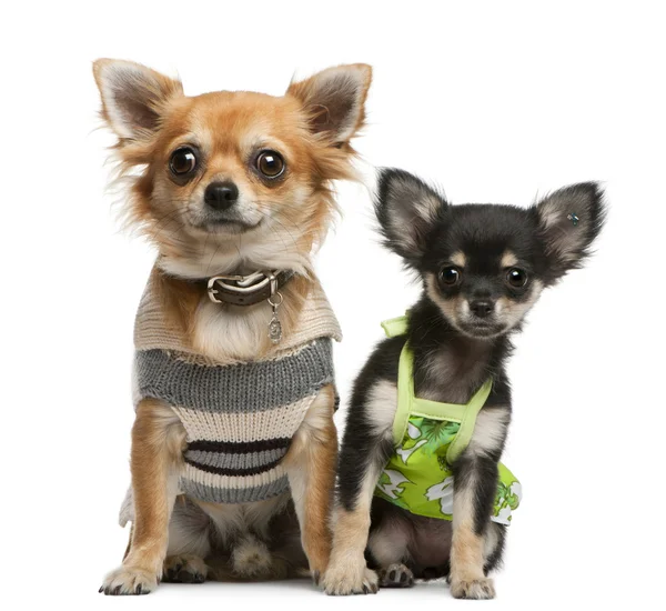 Chihuahua puppy, 2 months old and 1 year old, dressed up and sitting in front of white background — Stock Photo, Image