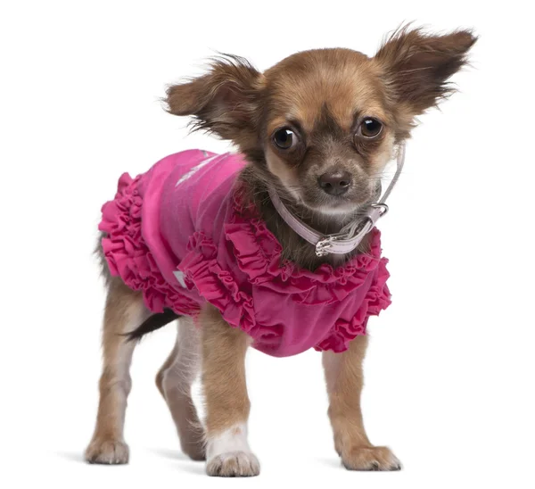Jovem Chihuahua vestido de rosa em pé na frente do fundo branco — Fotografia de Stock