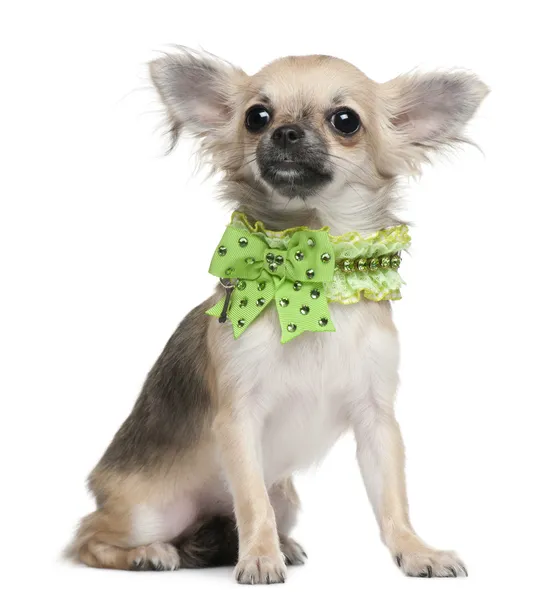 Chihuahua pup, 6 maanden oud, aangekleed en zit op witte achtergrond — Stockfoto