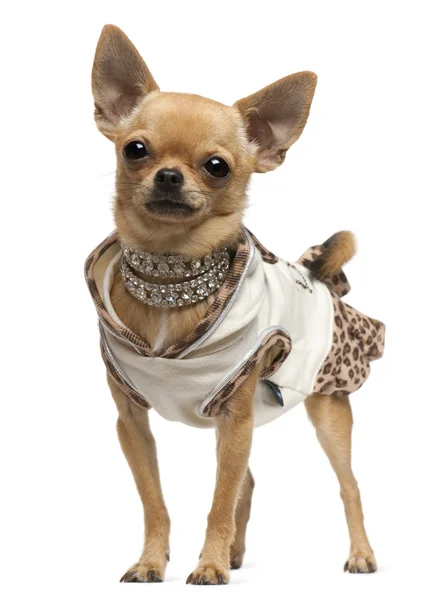 Chihuahua, 14 months old, dressed up and standing in front of white background — Stock Photo, Image