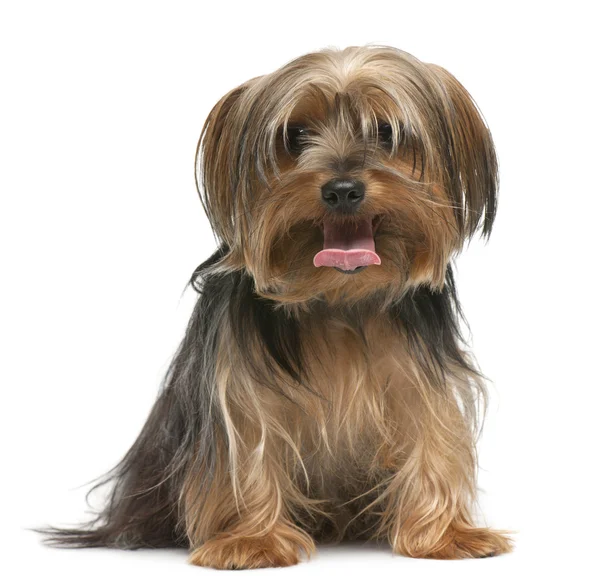 Yorkshire Terrier, 18 months old, sitting in front of white background — Stock Photo, Image