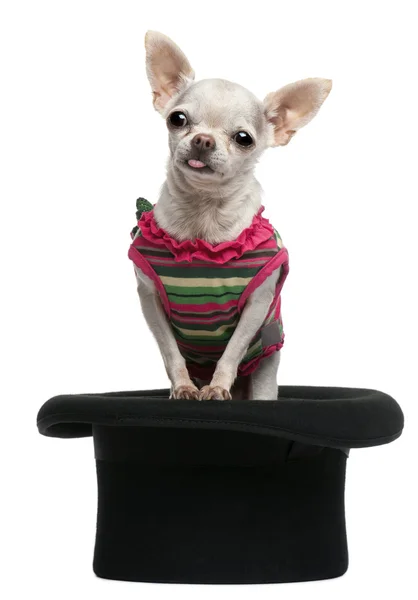 Chihuahua, 5 años, vestida y sentada en sombrero de copa delante de fondo blanco — Foto de Stock