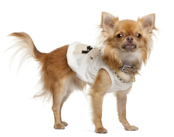 Chihuahua, 1 año, vestida y de pie delante de fondo blanco — Foto de Stock