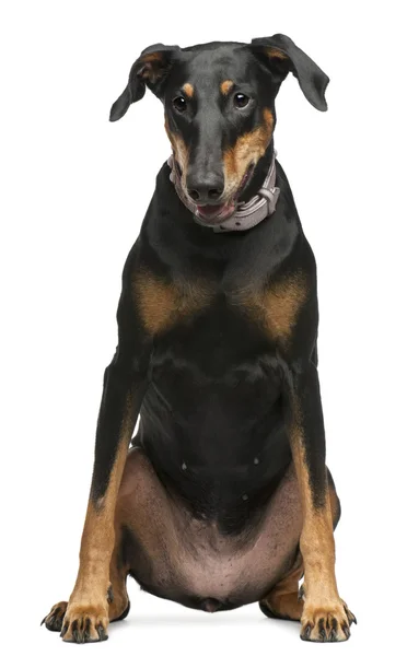 Doberman Pinscher, 8 years old, sitting in front of white background — стокове фото