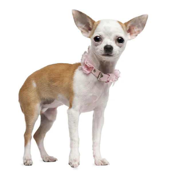 Chihuahua pup, 6 maanden oud, staande voor de witte achtergrond — Stockfoto
