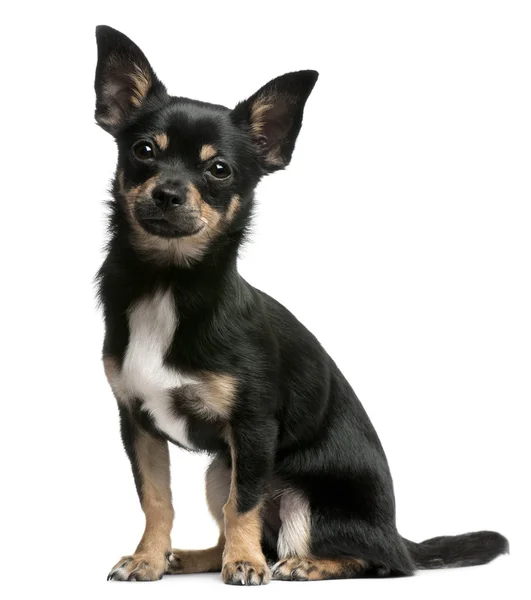 Chihuahua pup, 5 maanden oud, zitten in de voorkant van witte achtergrond — Stockfoto