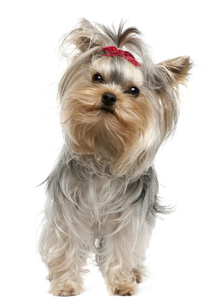 Yorkshire Terrier, 1 year old, standing in front of white background — Stock Photo, Image
