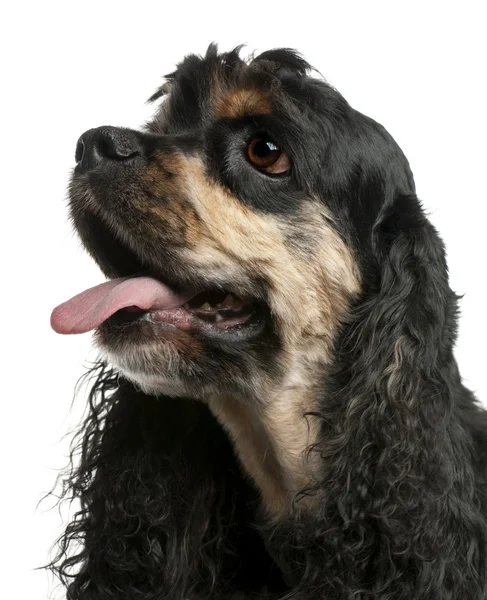 American Cocker Spaniel, 5 years old, in front of white background — Stock Photo, Image