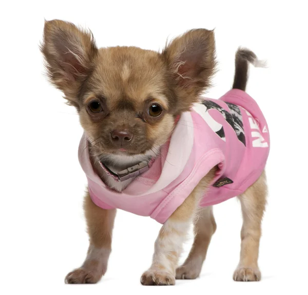 Chihuahua puppy, 3 months old, dressed up and standing in front of white background — Stock Fotó
