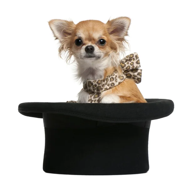 Chihuahua, 7 months old, sitting in top hat in front of white ba — Stock Fotó
