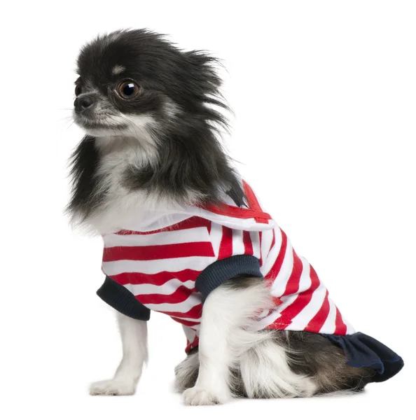 Chihuahua, 3 years old, dressed up and sitting in front of white background — 스톡 사진