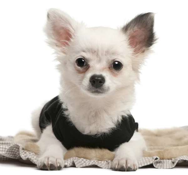 Chihuahua köpek yavrusu, 2 ay yaşlı, giyinmiş ve beyaz arka plan oturan — Stok fotoğraf