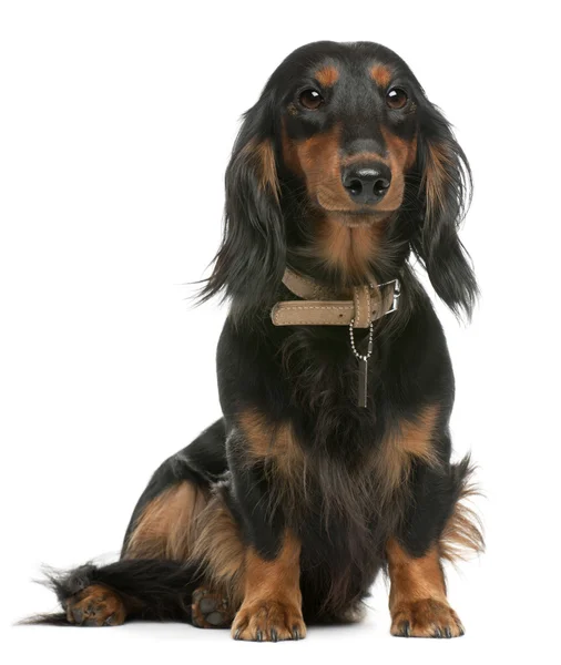 Dachshund, 1 year old, sitting in front of white background — Stock Photo, Image