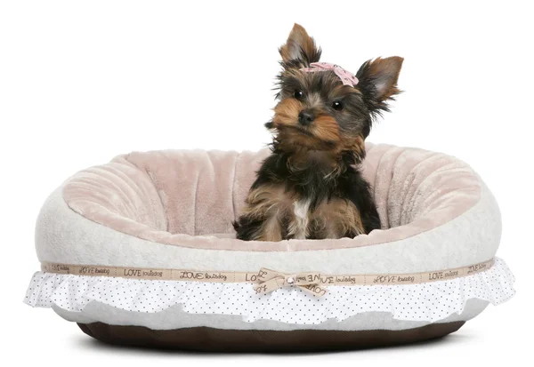 Yorkshire Terrier puppy, 2 months old, sitting in front of white background — Stock Photo, Image