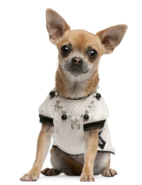 Chihuahua, 2 jaar oud, aangekleed en zit op witte achtergrond — Stockfoto