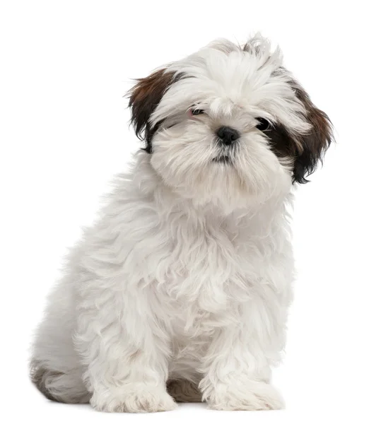 Shih tzu puppy, 3 měsíce starý, sedící před bílým pozadím — Stock fotografie