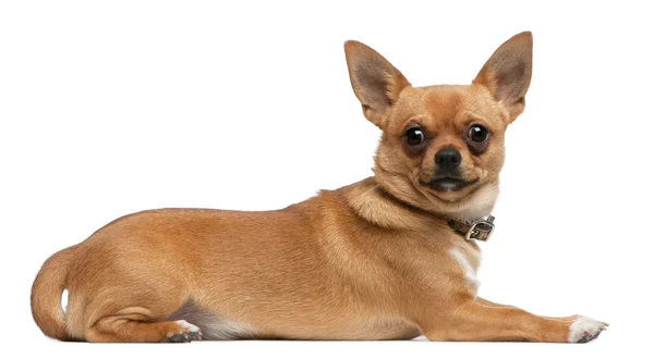 Chihuahua, 8 months old, lying in front of white background — Stock Photo, Image
