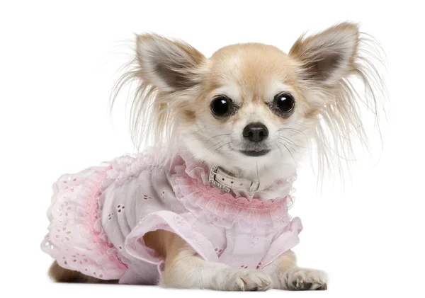 Chihuahua, 2 jaar oud, aangekleed en liggen voor witte achtergrond — Stockfoto