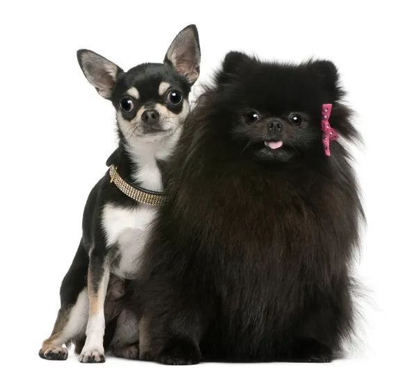 Chihuahua cucciolo e nero soffice cane, seduto di fronte a sfondo bianco — Foto Stock