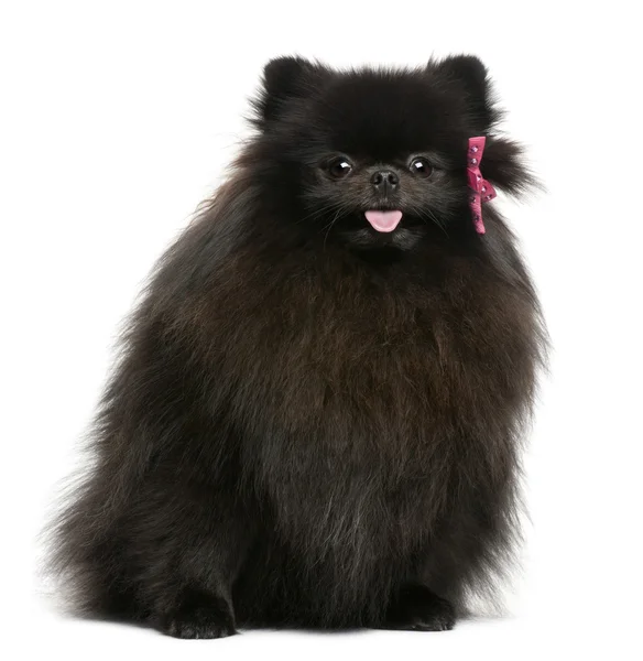 Black fluffy dog, sitting in front of white background — Stock Photo, Image